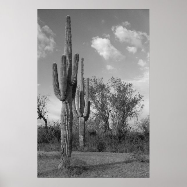 Arizona Saguaro Poster (Framsidan)