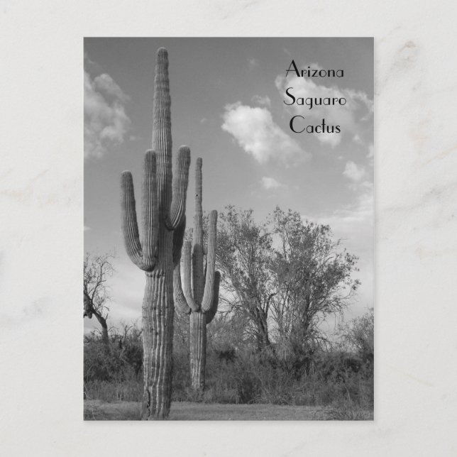 Arizona Saguaro-vykort Vykort (Framsida)