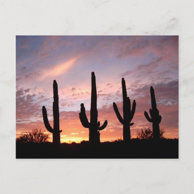 "Arizona Show" Vykort (Framsida)