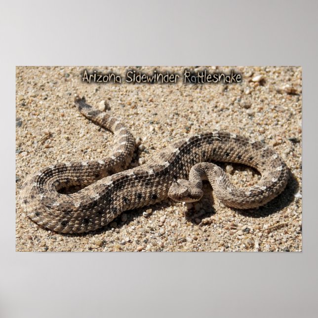 Arizona Sidewinder Rattlesnake Poster (Framsidan)
