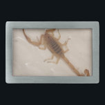 Arizona skällScorpion<br><div class="desc">Arizona skällScorpion</div>