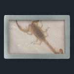 Arizona skällScorpion<br><div class="desc">Arizona skällScorpion</div>