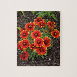 Arizona Sol Blanketblommor Pussel