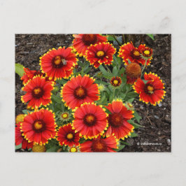 Arizona Sol Blanketblommor Vykort
