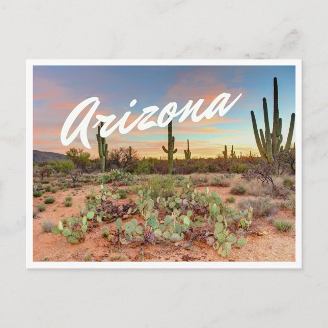 Arizona Solnedgång Kaktus Foto Postkort Vykort (Framsida)