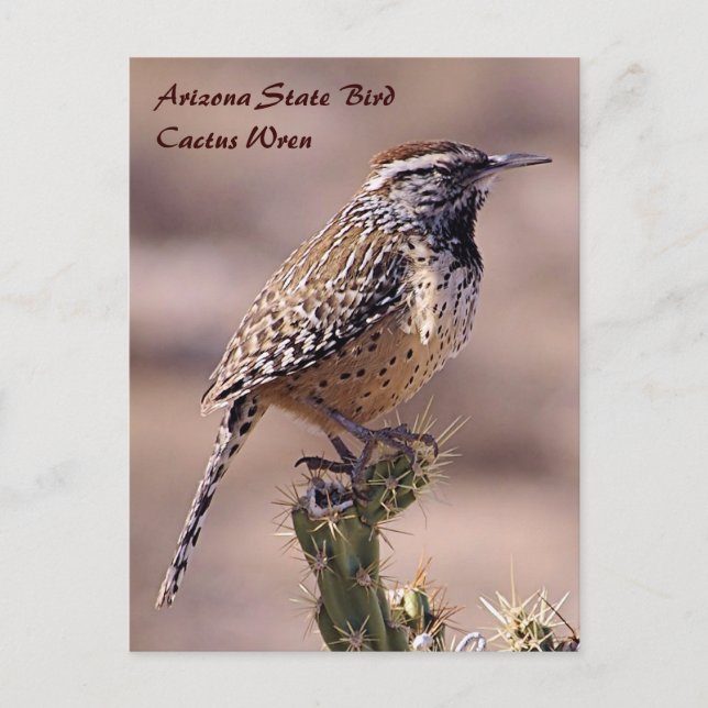 Arizona State Bird - Cactus Wren Postcard Vykort (Framsida)