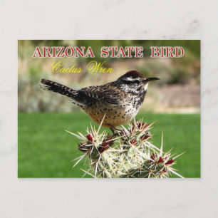 Arizona State Bird - Cactus Wren Vykort