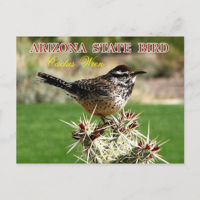Arizona State Bird - Cactus Wren Vykort (Framsida)