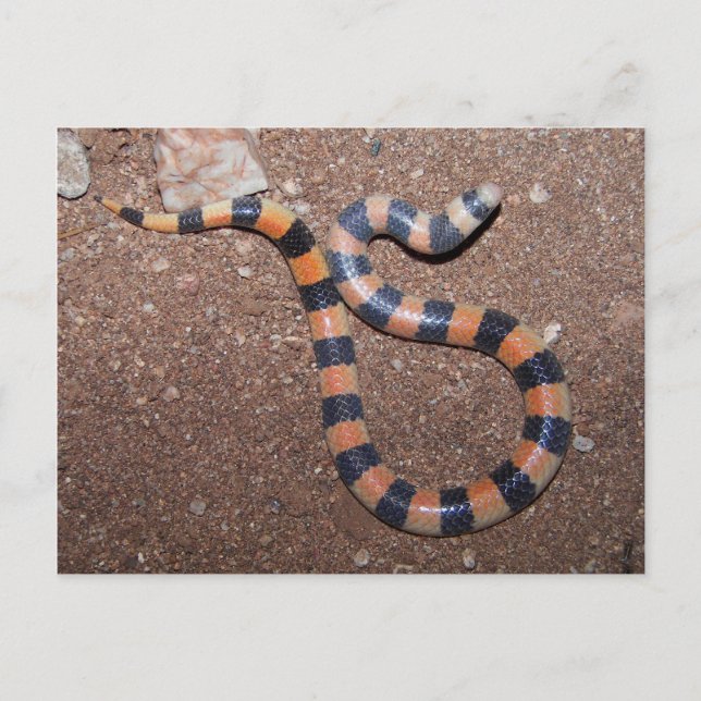 Arizona variabel sandsnok vykort (Framsida)