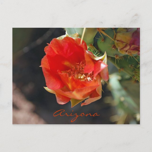 Arizona vykort (Framsida)