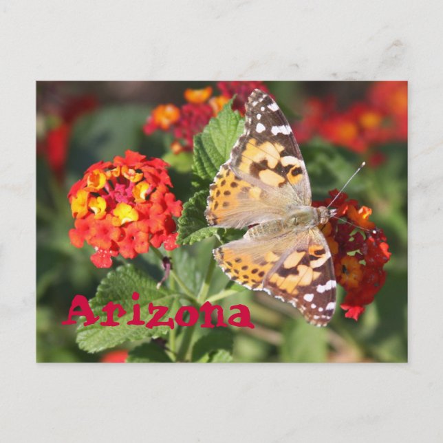 Arizona Vykort (Framsida)