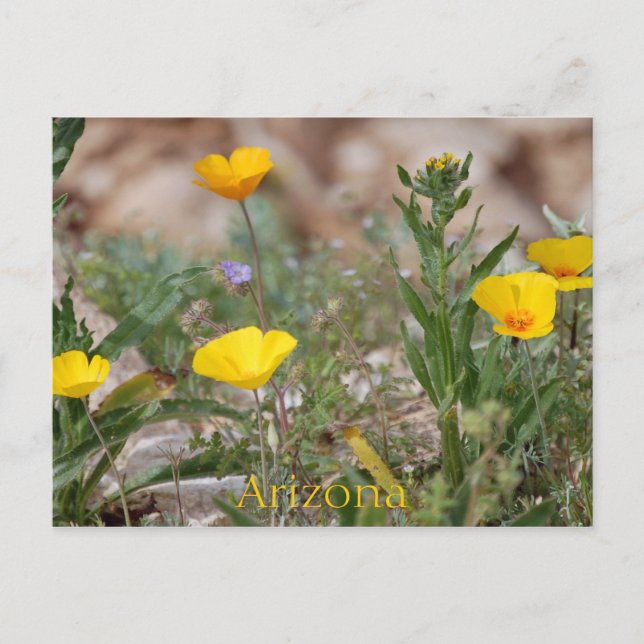 Arizona vykort (Framsida)