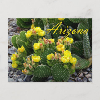 Arizona vykort, prickly Pear Cactus Vykort