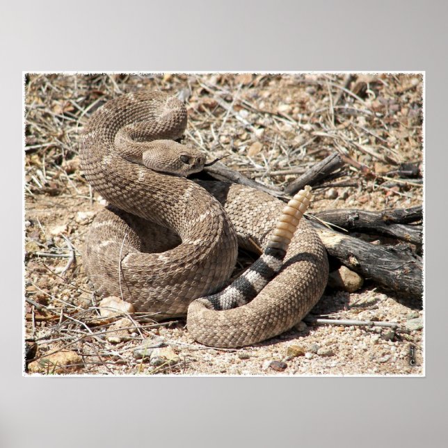Arizona Western Diamondback Rattlesnake Poster (Framsidan)