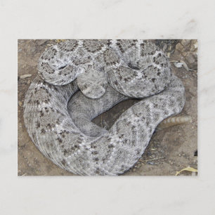 Arizona Western Diamondback Rattlesnake Vykort