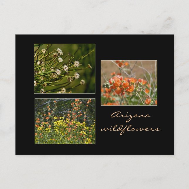 Arizona Wildblomma vycard Vykort (Framsida)