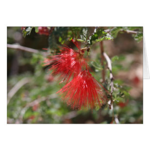 Arizonas blommor hälsningskort