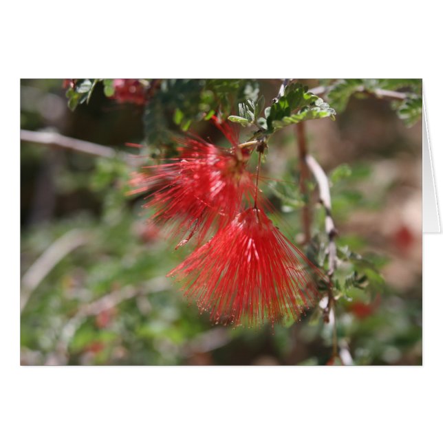 Arizonas blommor hälsningskort (Framsidan Horizontal)