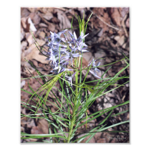 Arkansas Bluestar Needleleaf Fototryck