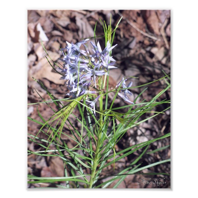 Arkansas Bluestar Needleleaf Fototryck (Framsidan)