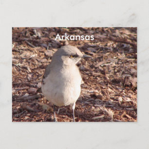 Arkansas Mockingbird Vykort