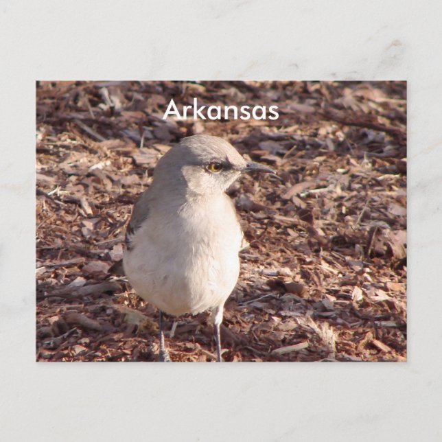 Arkansas Mockingbird Vykort (Framsida)