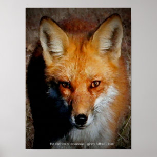 Arkansas Röda räv Poster