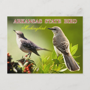 Arkansas State Bird - Mockingbird Vykort