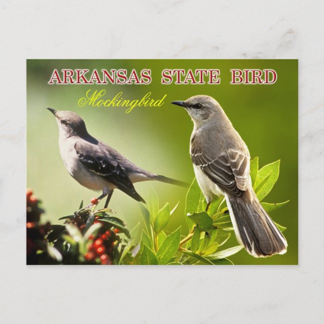 Arkansas State Bird - Mockingbird Vykort (Framsida)