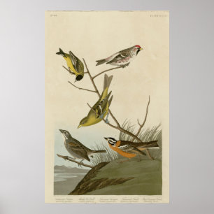 Arkansaw Siskin, mjölig Röd-röstning, Louisiana Poster