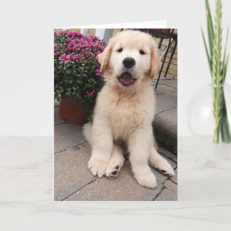 Arkivets Äventyr Blank Gretting Card 5 Kort