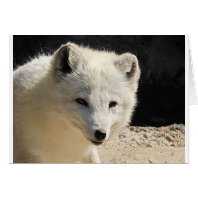 Arkt Hälsningskort (Framsidan Horizontal)