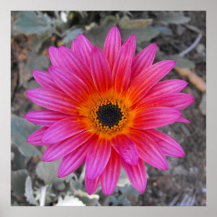 Arktis - Afrikansk Daisy Poster