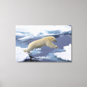Arktis, Svalbard, Isbjörn sträcker sig Canvastryck