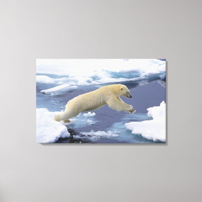 Arktis, Svalbard, Isbjörn sträcker sig Canvastryck (Framsida)