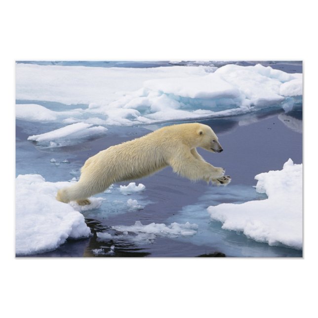 Arktis, Svalbard, Isbjörn sträcker sig Fototryck (Framsidan)