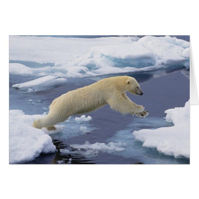 Arktis, Svalbard, Isbjörn sträcker sig Hälsningskort (Framsidan Horizontal)