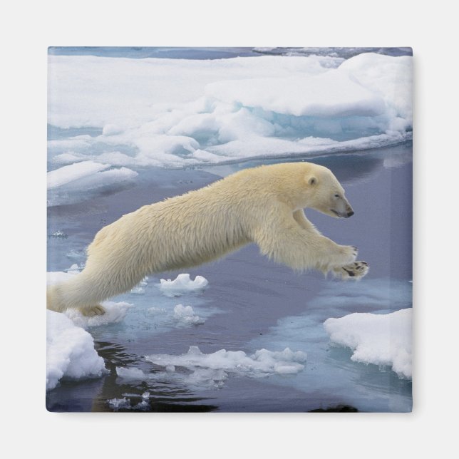 Arktis, Svalbard, Isbjörn sträcker sig Magnet (Framsidan)