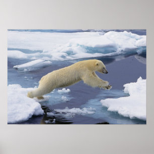 Arktis, Svalbard, Isbjörn sträcker sig Poster