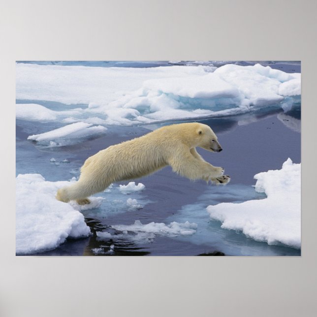 Arktis, Svalbard, Isbjörn sträcker sig Poster (Framsidan)