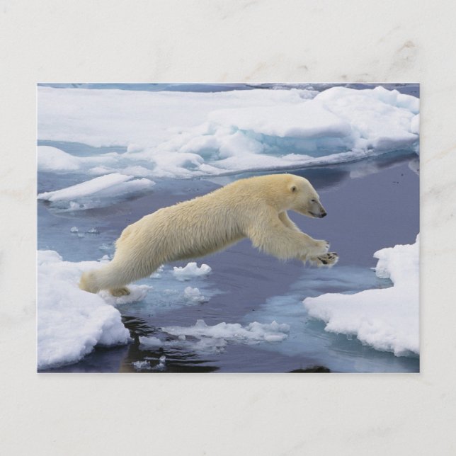 Arktis, Svalbard, Isbjörn sträcker sig Vykort (Framsida)