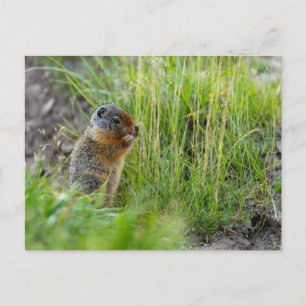 Arktisches Erdhörnchen in Kanada Postkarte Vykort