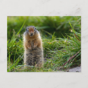 Arktisches Erdhörnchen in Kanada Postkarte Vykort