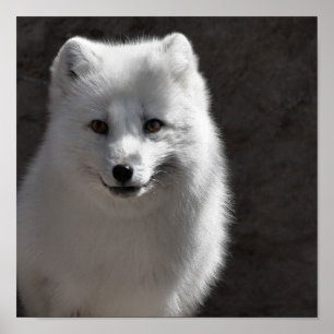 Arktisk Buddy Poster