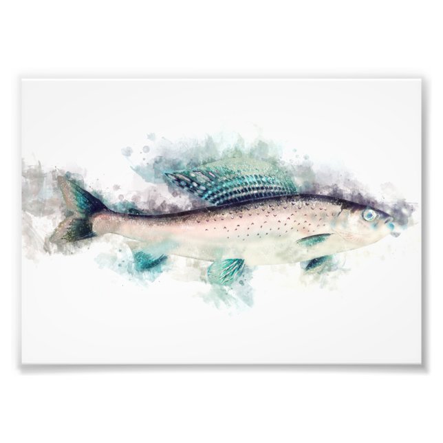 Arktisk grayling AQuarelle Art Fiskeentusiaster Fototryck (Framsidan)