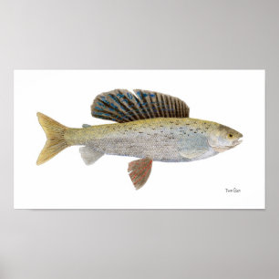 Arktisk Grayling med Montana teckning Poster
