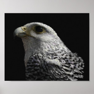 Arktisk Gyrfalcon Poster
