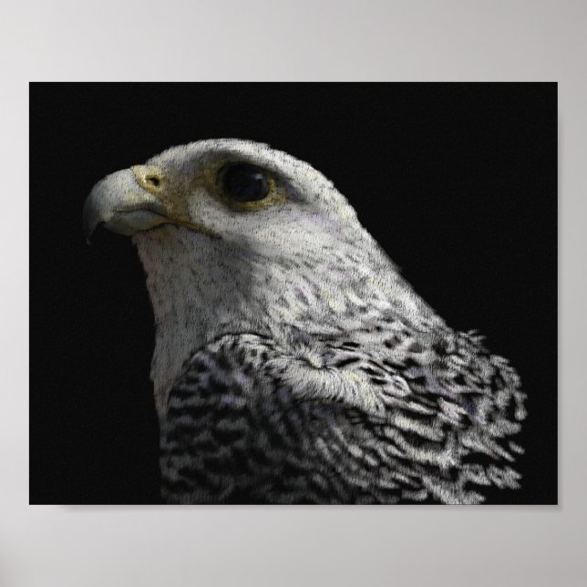 Arktisk Gyrfalcon Poster (Framsidan)