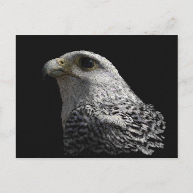 Arktisk Gyrfalcon Vykort (Framsida)