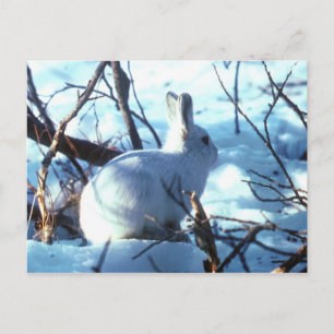 Arktisk hare i snö vykort